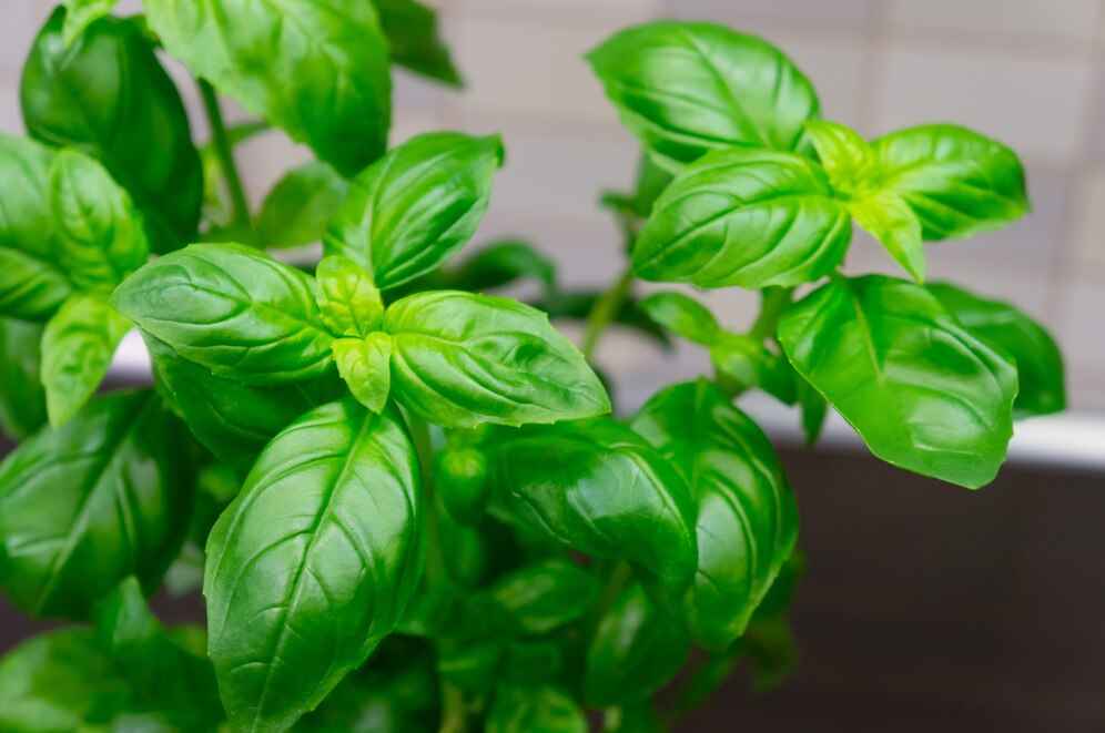 Bazalka tulsi adaptogen pro zklidnění stresu a úzkostí